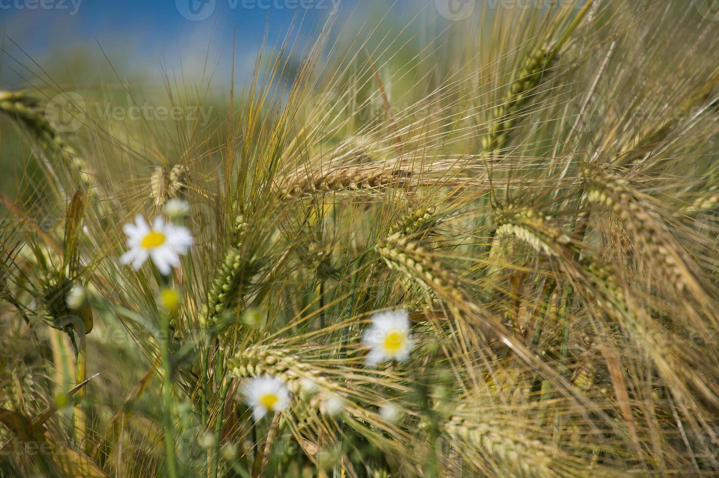 Close-up of daisies and barley in a summer field with sunlight photo