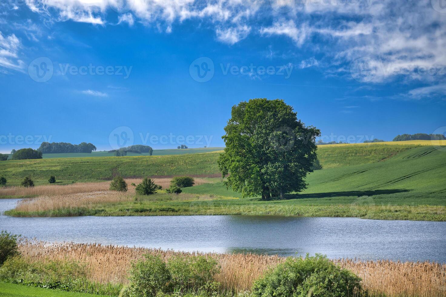 Scenic landscape with a large tree, tranquil river, and lush green fields under a blue sky photo