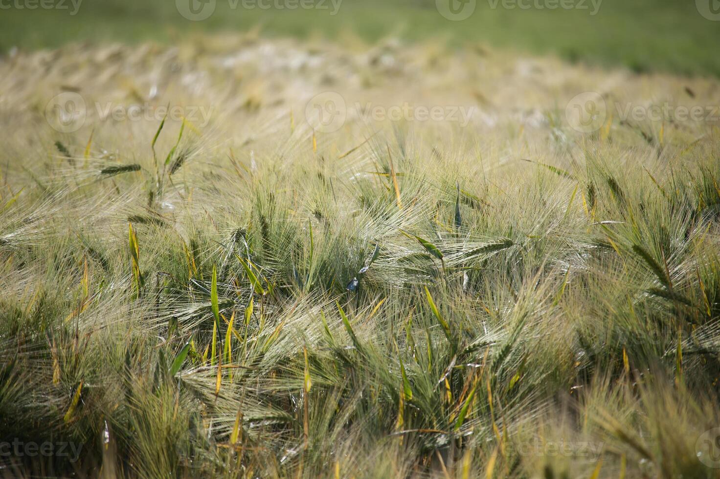 Lush barley field swaying gently in the breeze on a sunny day photo