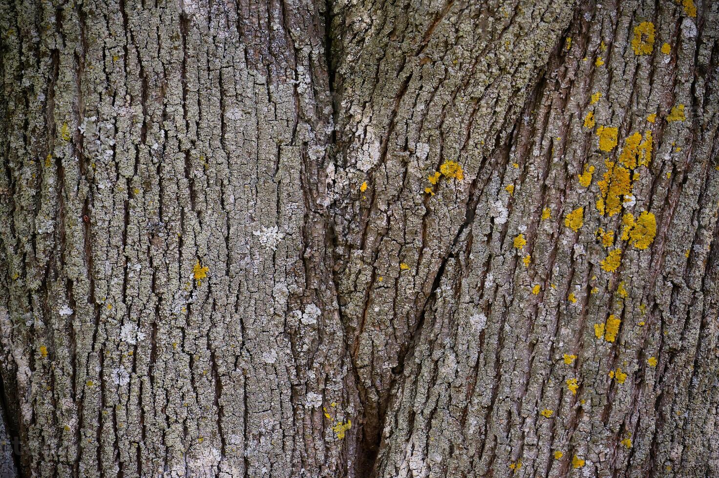 The bark of a tree is covered in moss and has a rough texture photo