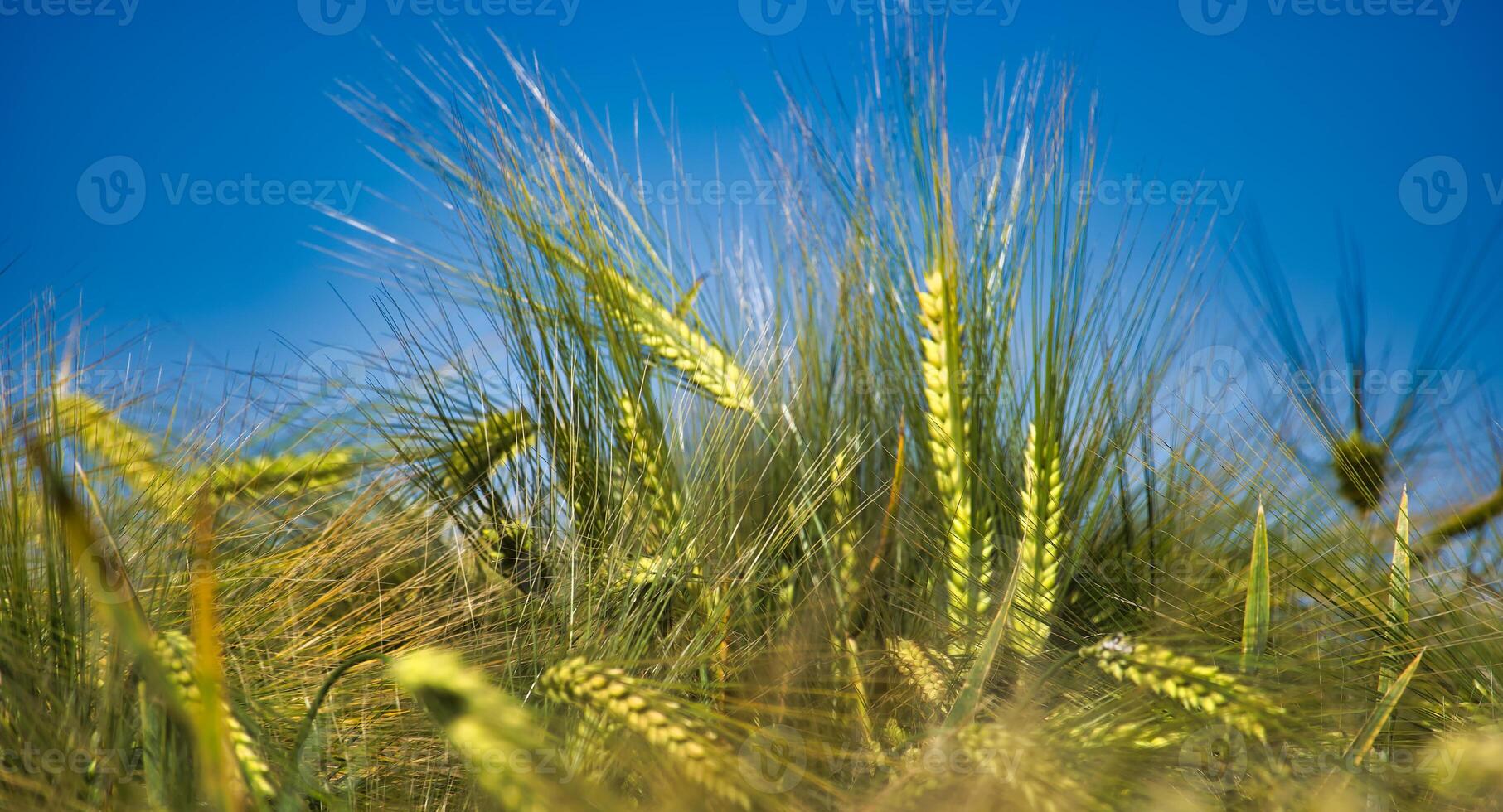 Close-up of green barley plants under a clear blue sky in a sunny field photo
