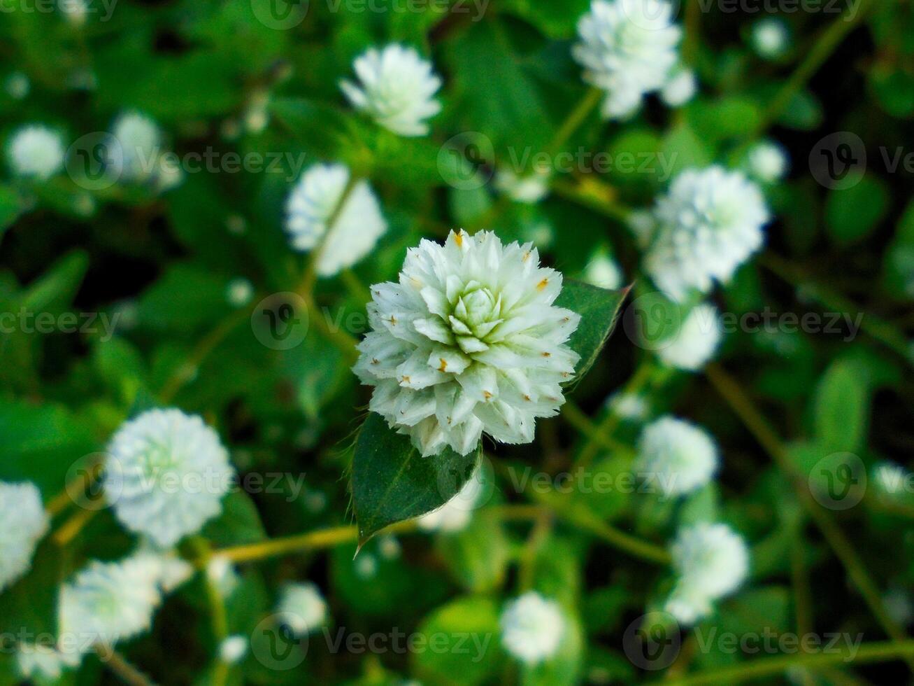 Alternanthera philoxeroides flowers photo