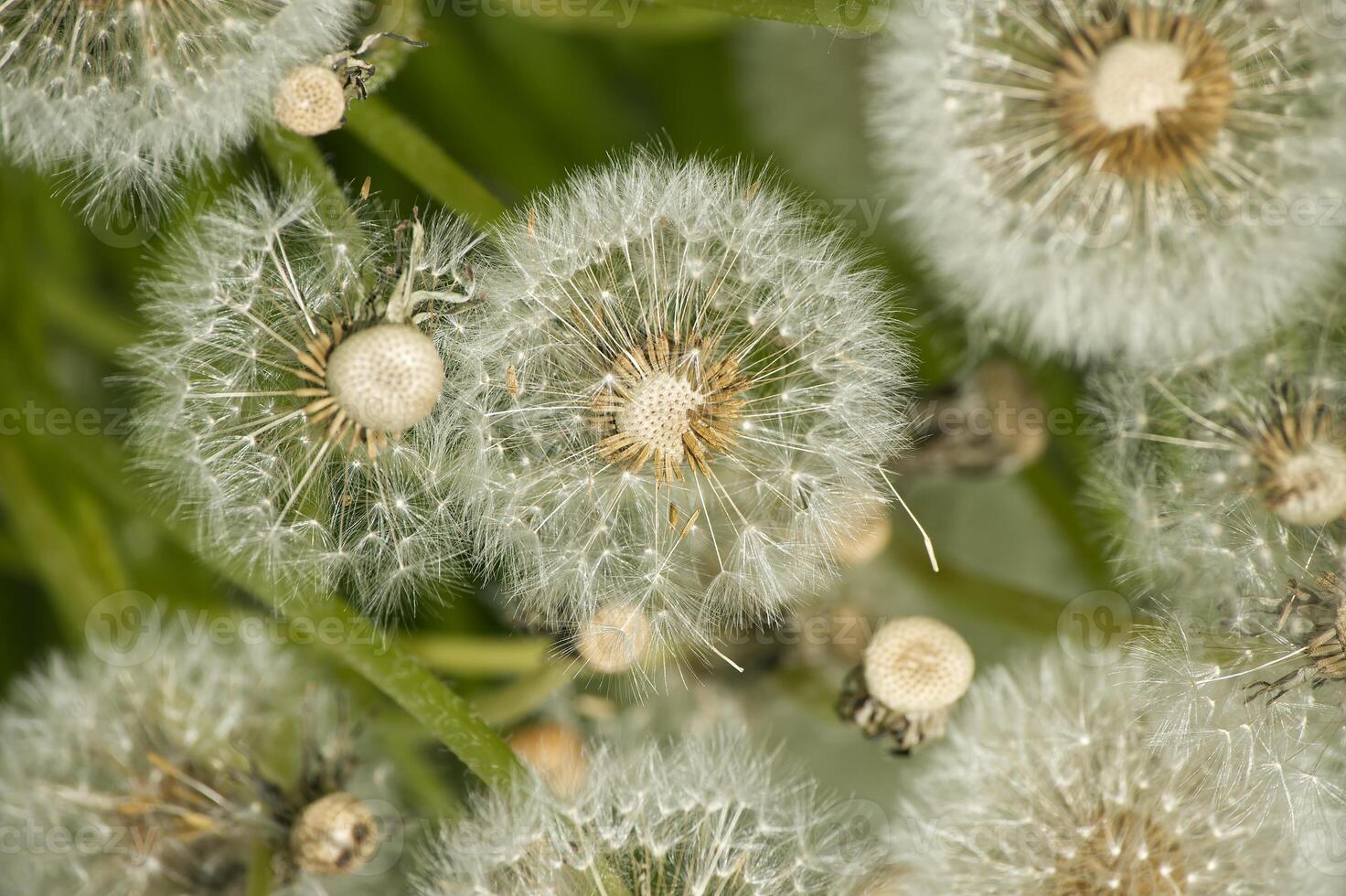 Closeup view of dandelion seed heads standing out in verdant field during the spring season photo
