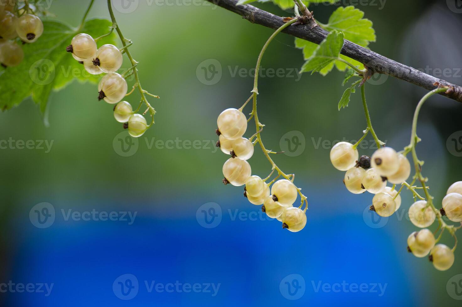 Bunch of white currants hanging from a tree branch photo