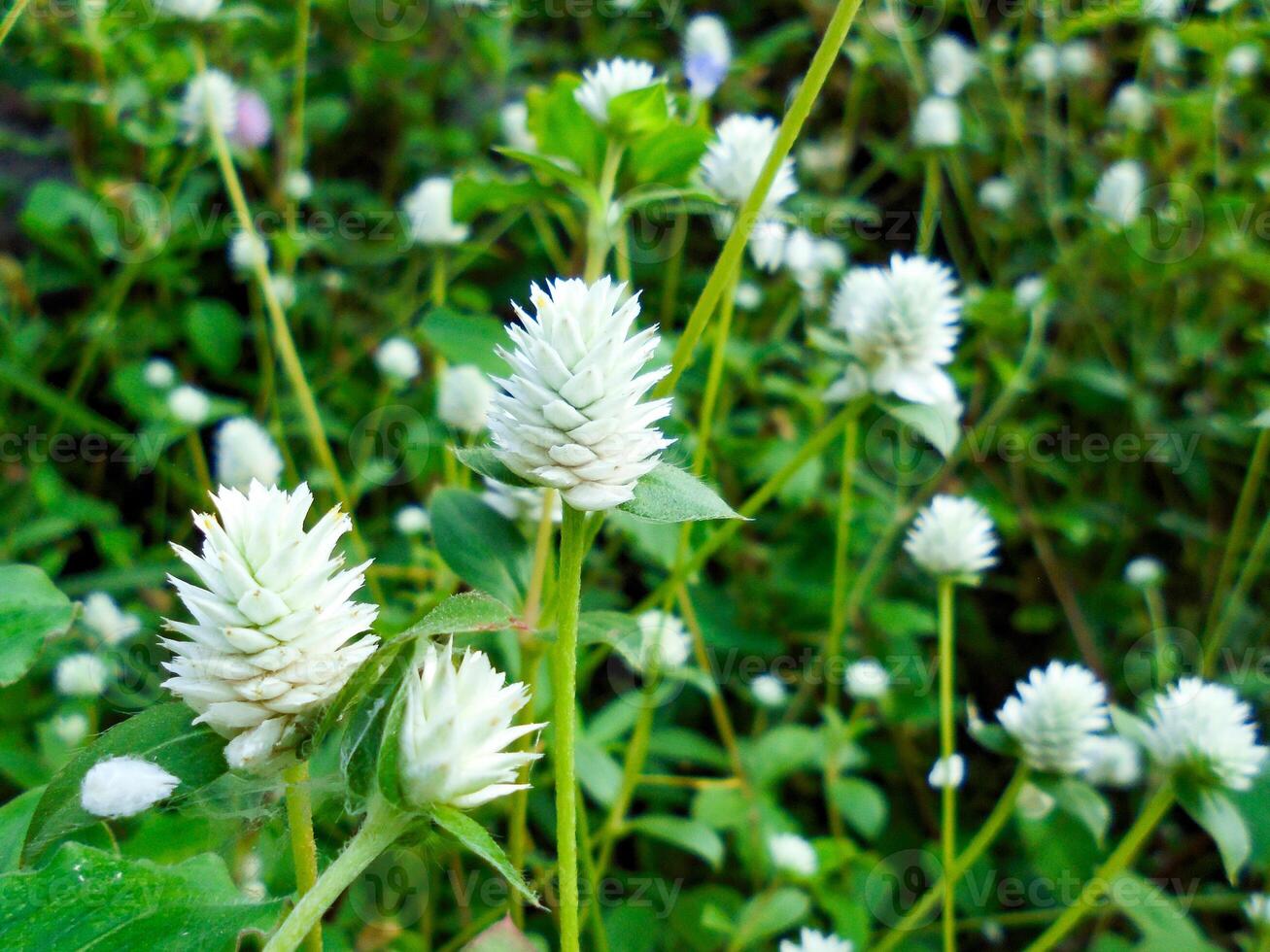 Alternanthera philoxeroides flowers photo
