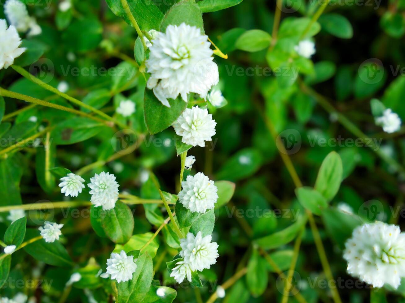 Alternanthera philoxeroides flowers photo