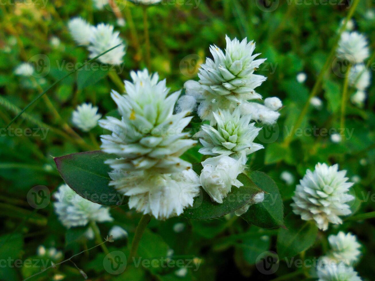 Alternanthera philoxeroides flowers photo