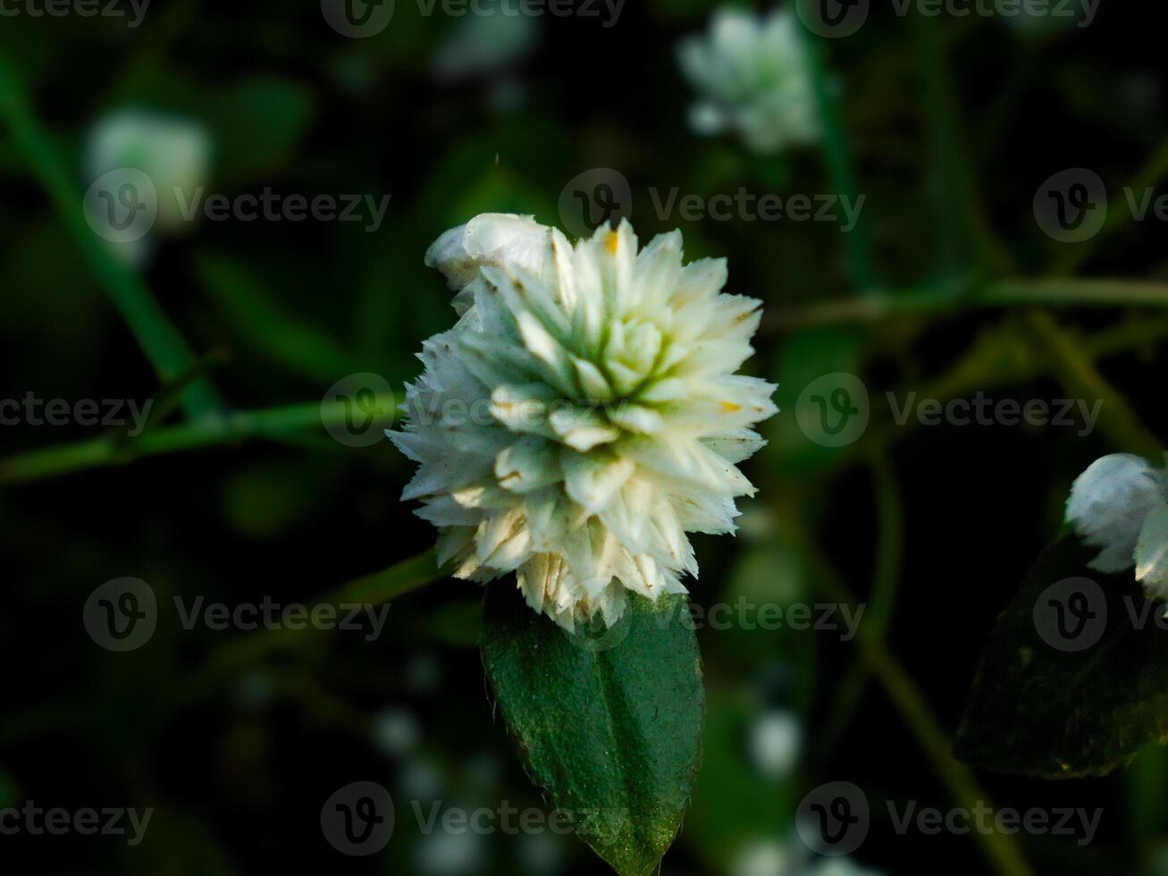 Alternanthera philoxeroides flowers photo