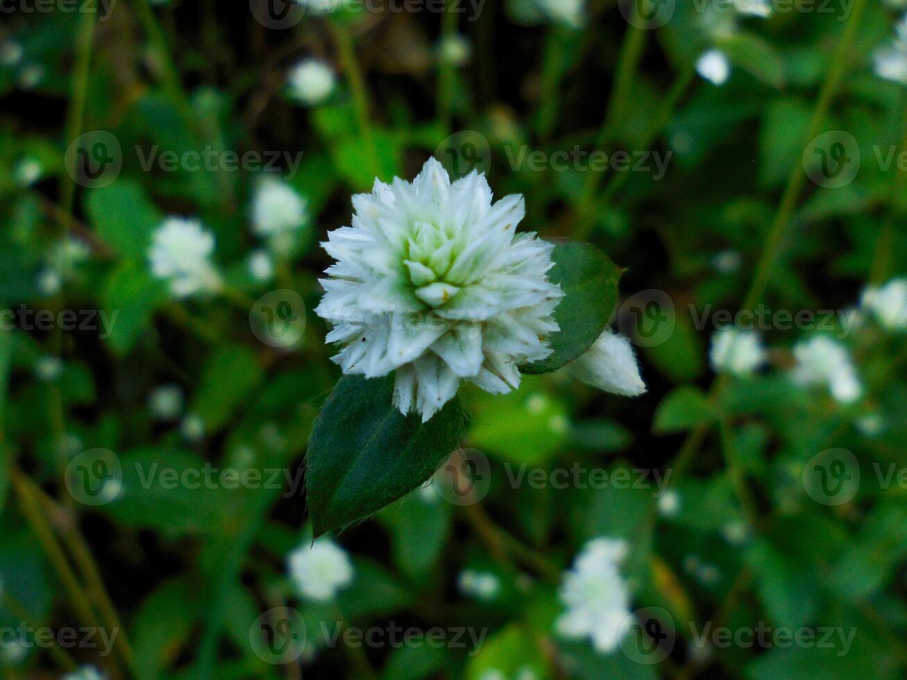 Alternanthera philoxeroides flowers photo