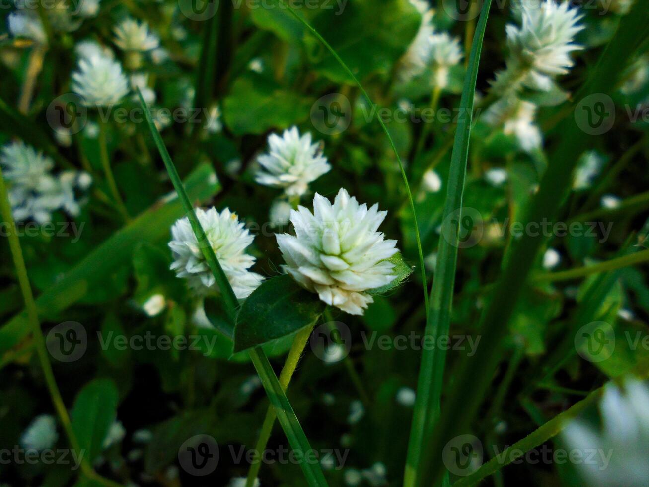 Alternanthera philoxeroides flowers photo
