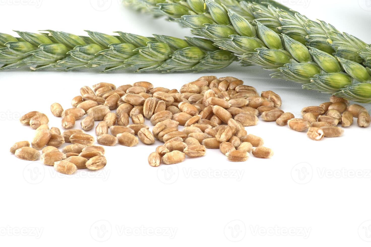 Green wheat stems and wheat grains isolated on white background photo