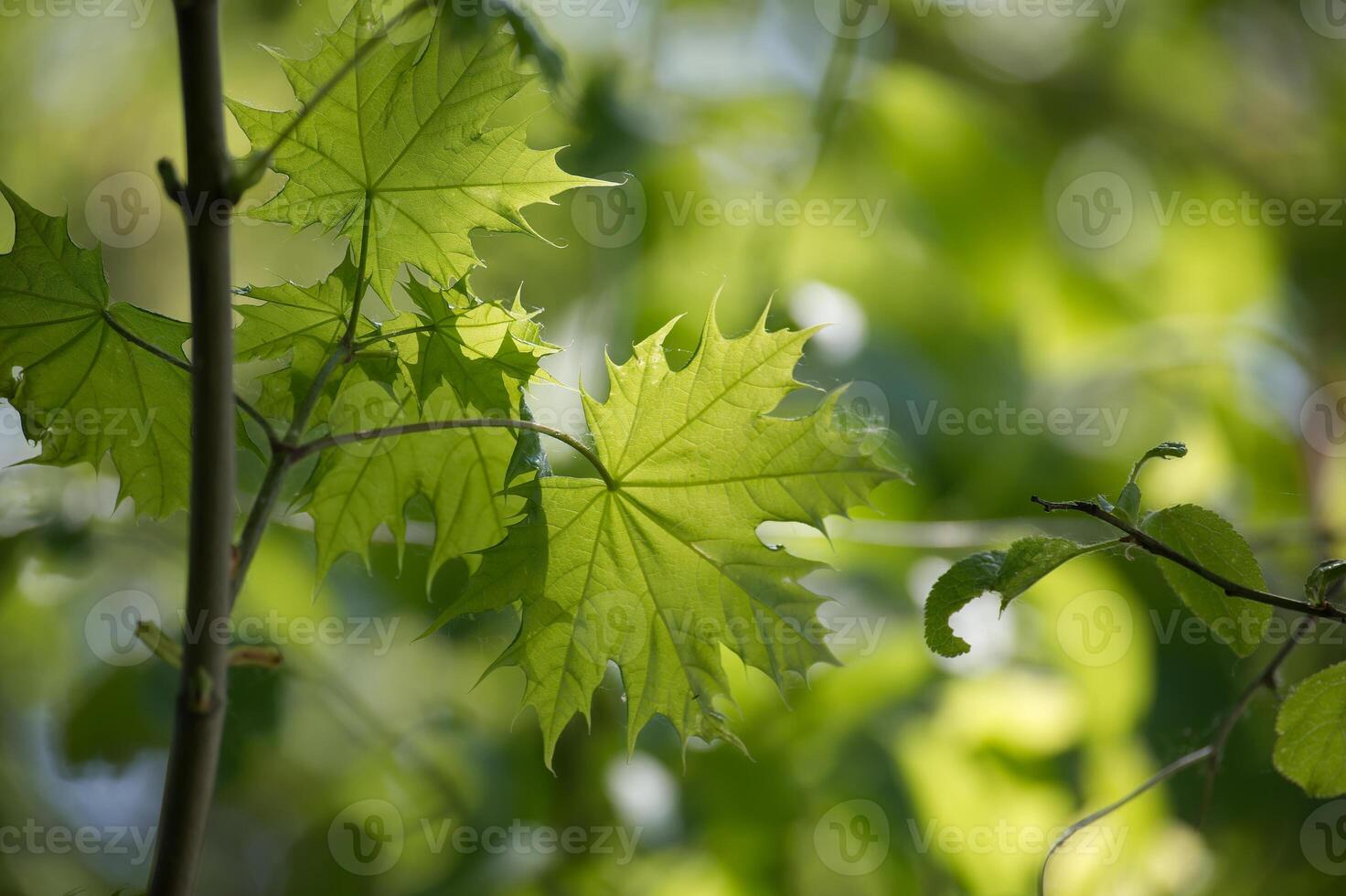 Maple leaves highlighted by the sunlight shining through it photo