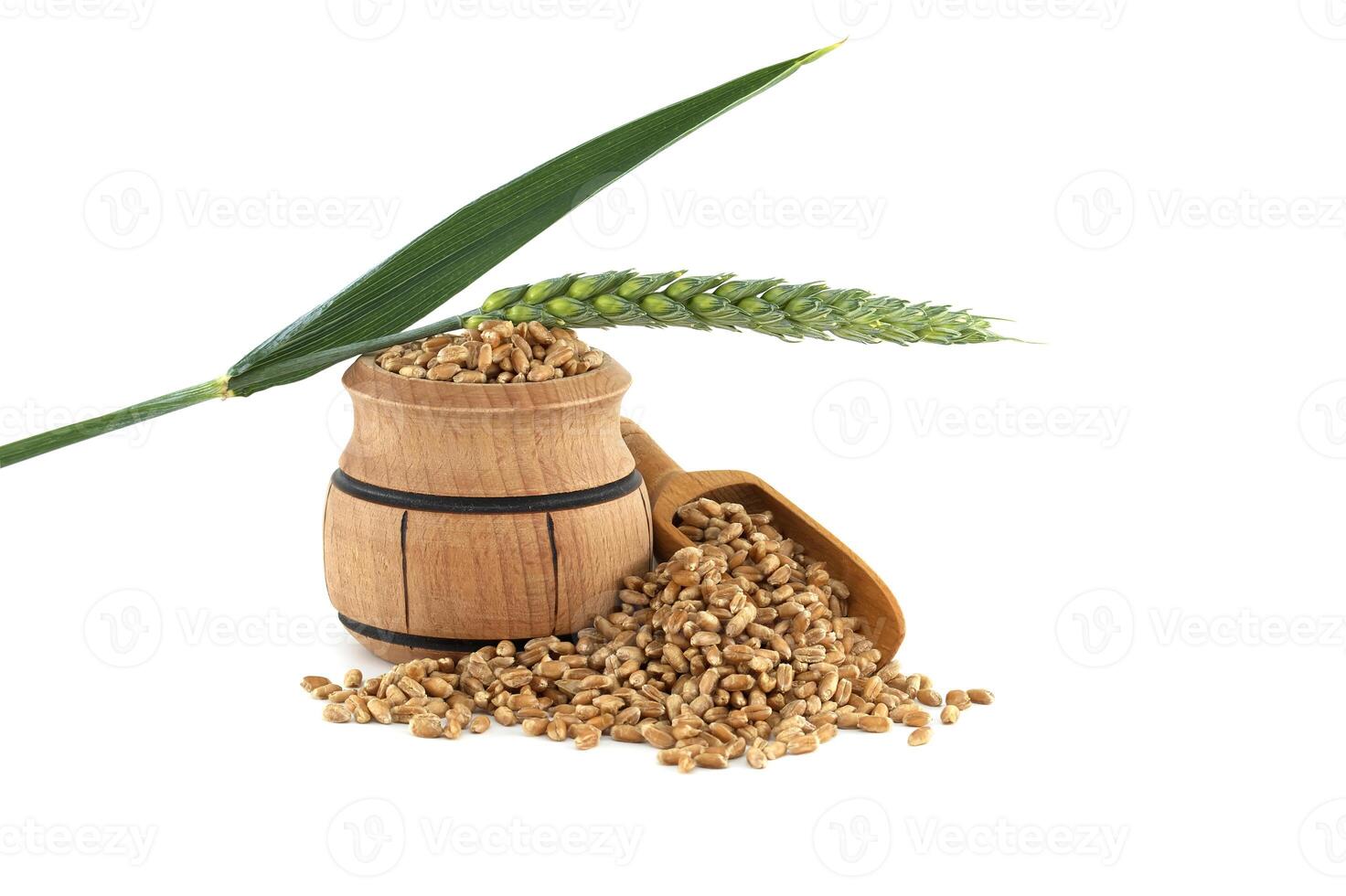 Wooden barrel and scooper filled with wheat grains near to wheat ears over white background photo