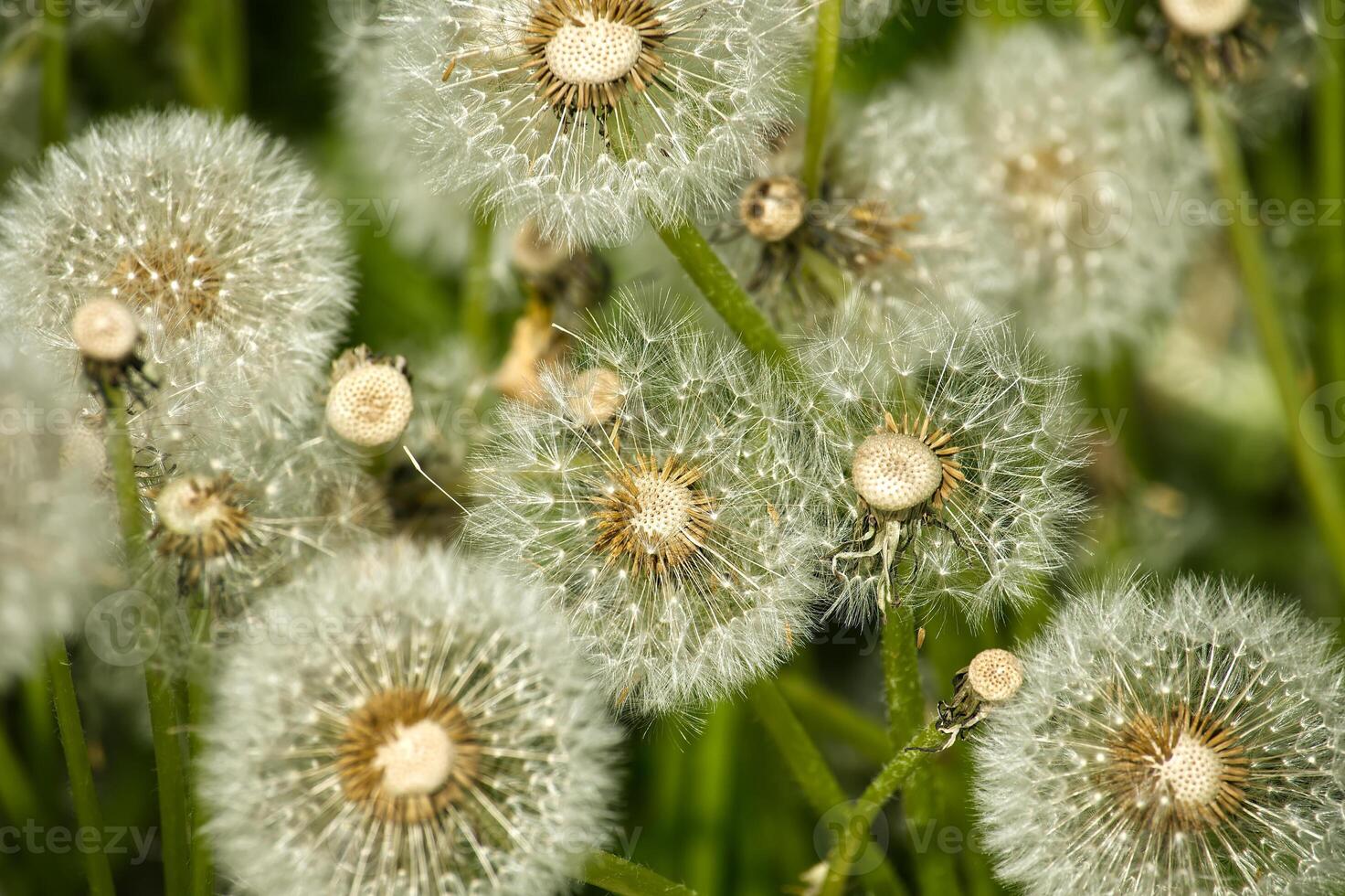 Close-up of dandelion seed heads in a green field during springtime photo