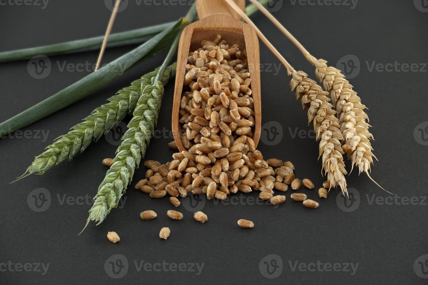 Scooper filled with wheat grains next to wheat ears on black background photo