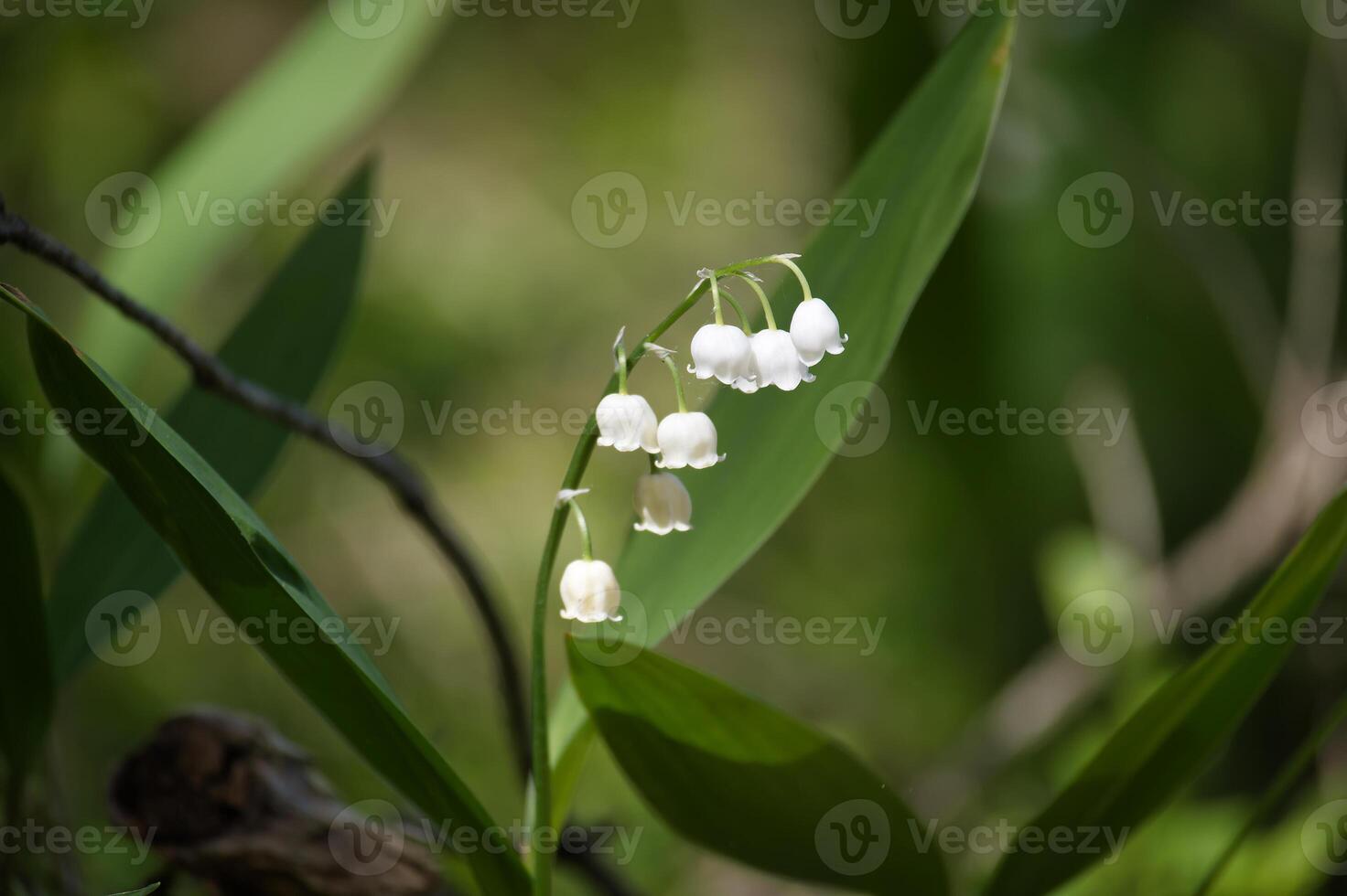 Close-up of delicate lily of the valley flowers in natural green background photo