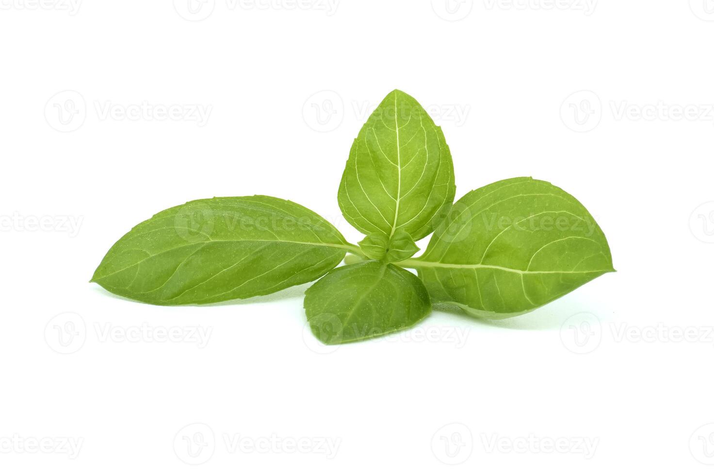 Basil Ocimum basilicum on white background photo