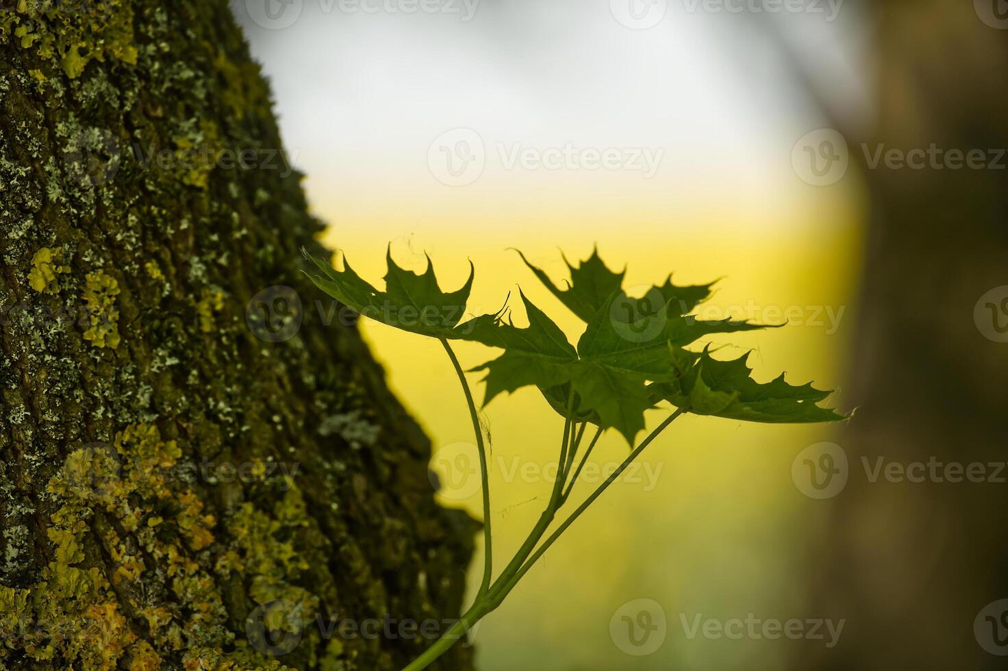 Closeup of young green leaves against an aging tree trunk showing contrast between new and old photo