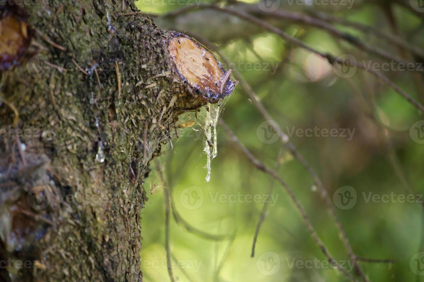 Close-up of tree bark with dripping sap in a forest, natural beauty and tranquility photo