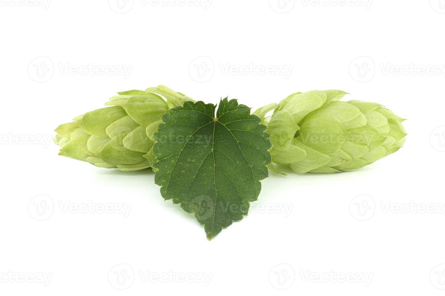 Hops seed cones or strobiles isolated on white photo