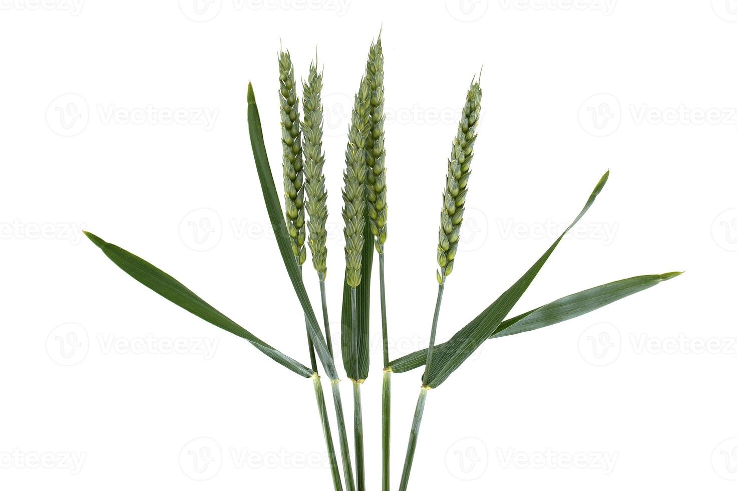 Green wheat stems isolated on white background with copy space photo