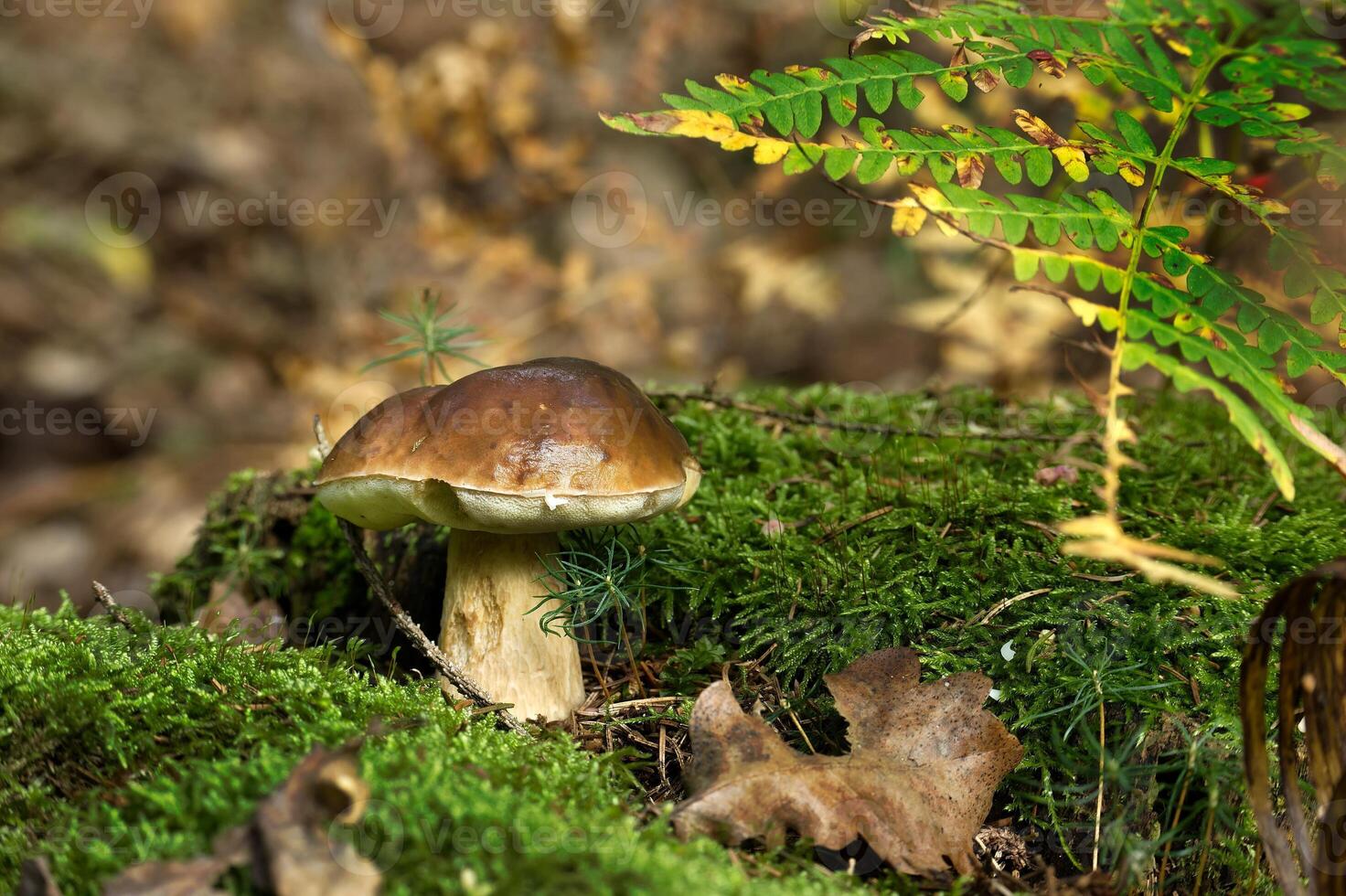 Wild Boletus mushroom growing in a forest photo