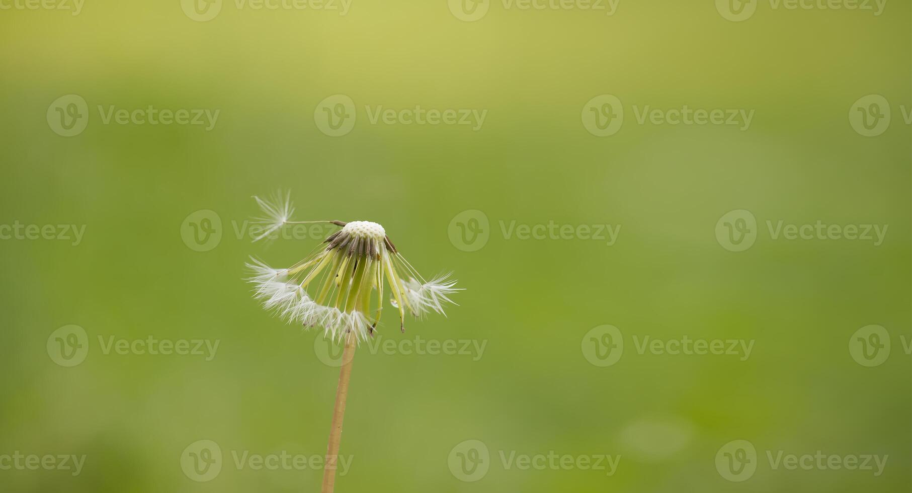 Close-up of dandelion seed head against a blurred green background in spring photo