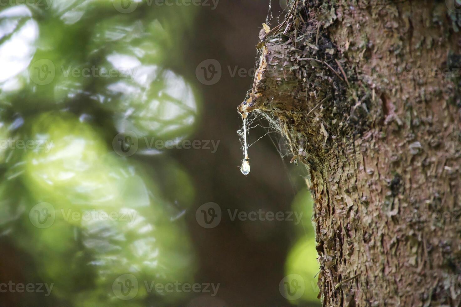 Close-up of tree bark with clear resin drop in forest environment photo