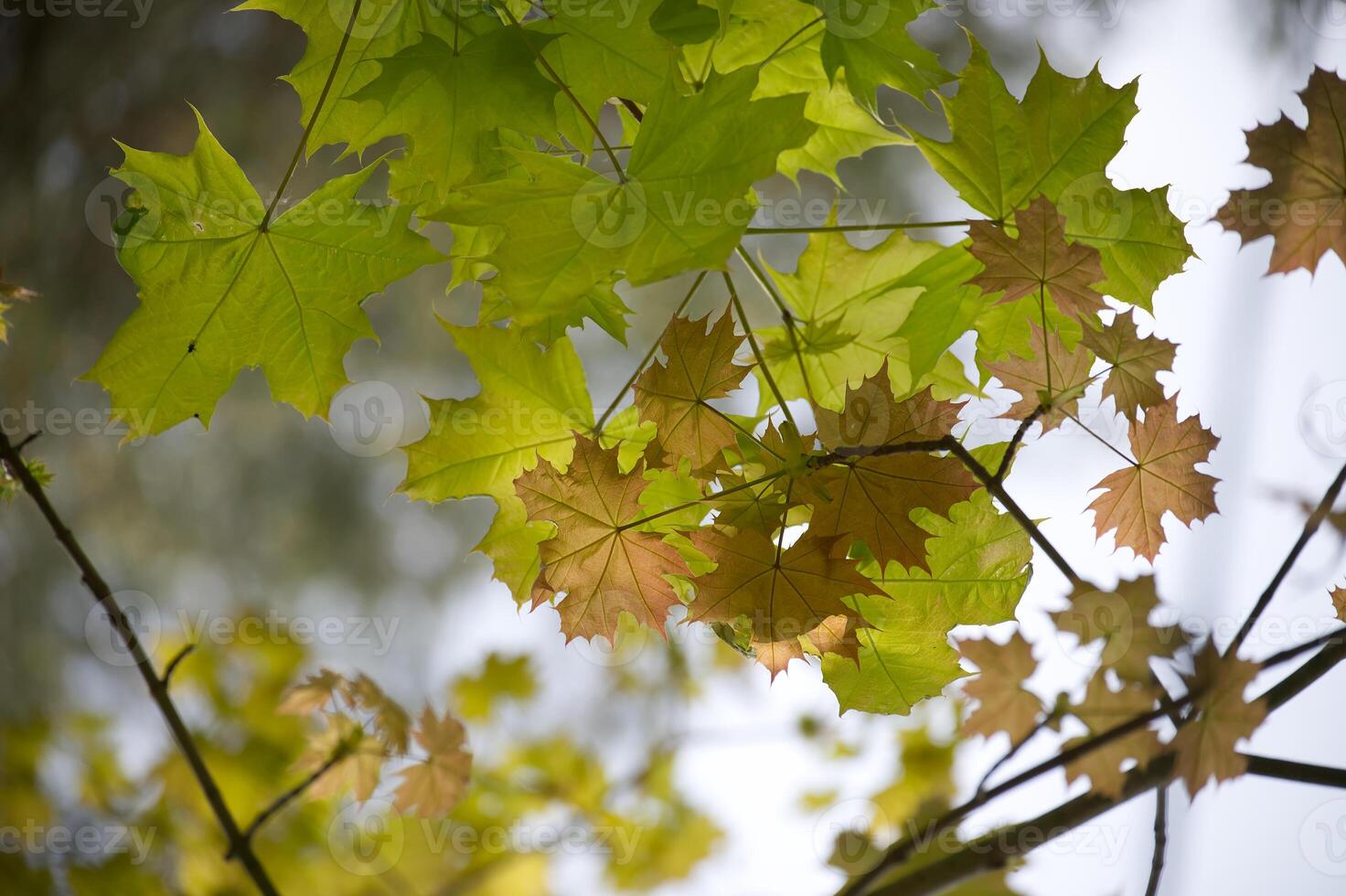 Maple leaves accentuated by the light shining through photo