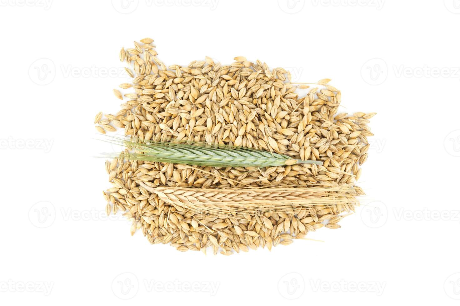 Barley seeds with the outer husk ears over white photo