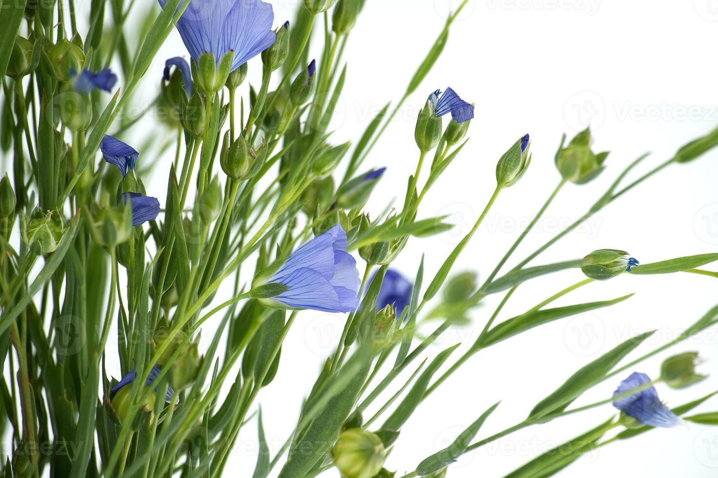 Blue flax blossom in close up over white background photo