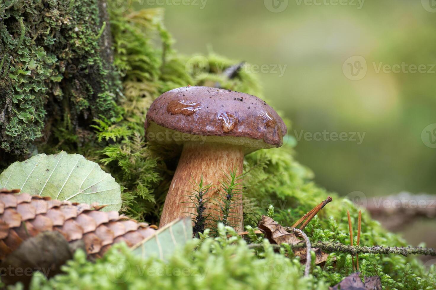 Boletus pinophilus mushroom growing in moss photo