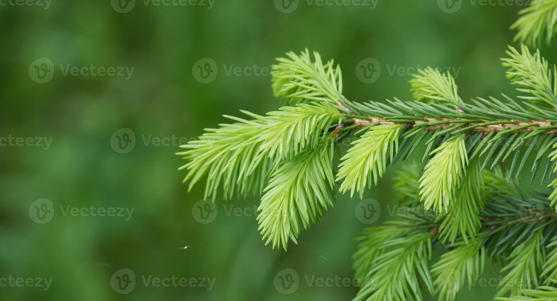 Close-up of young green pine tree branch in natural environment photo