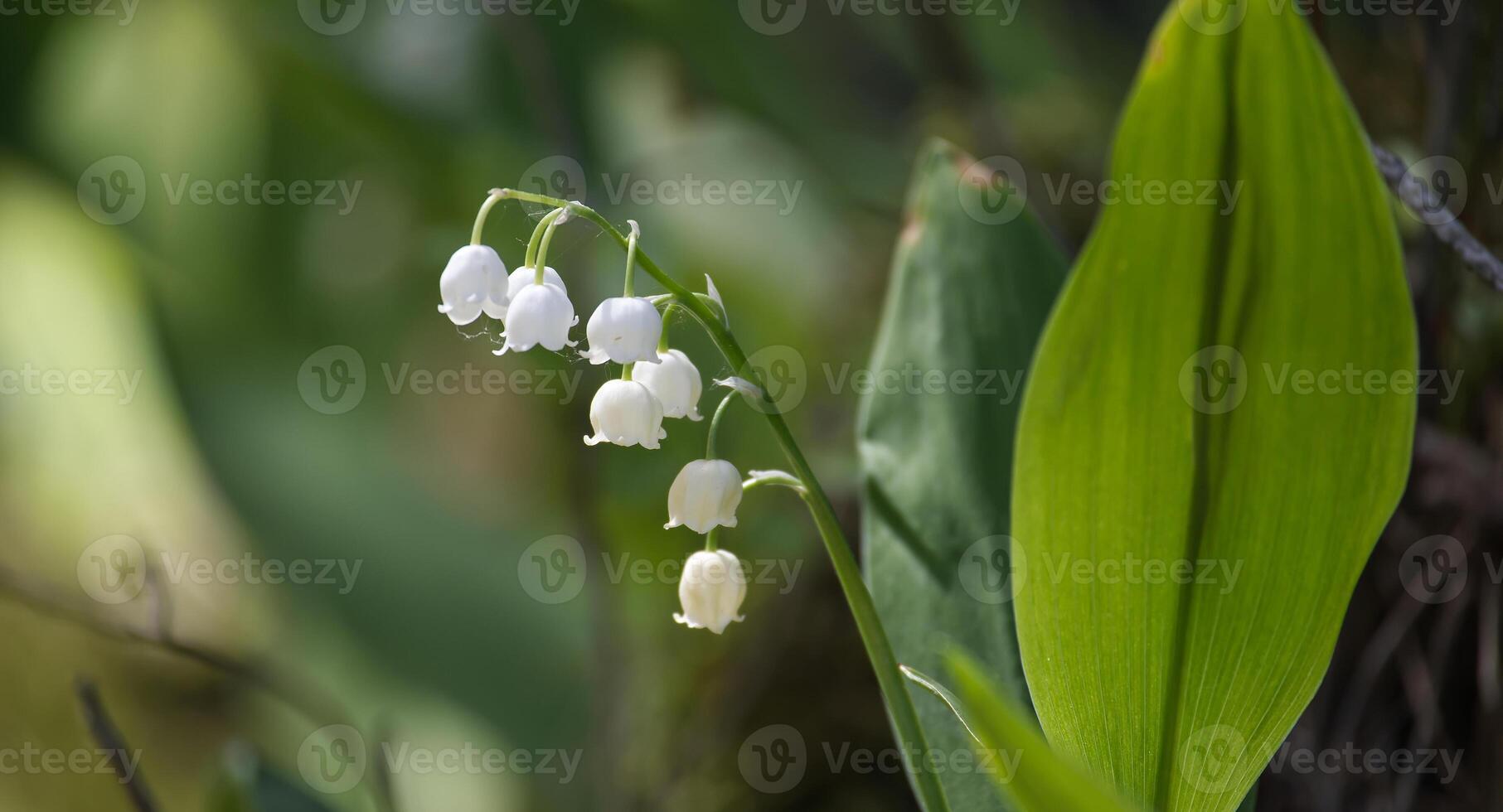 Close-up of delicate lily of the valley flowers in natural green background photo