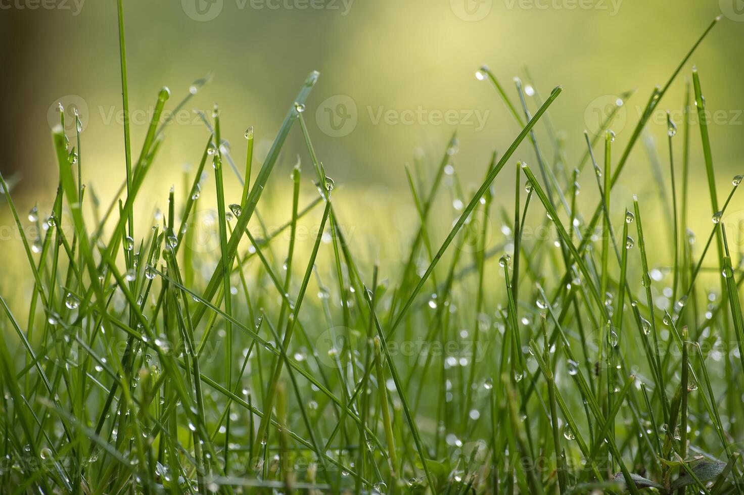 Lushness of the grass and delicate detail of the dewdrops photo