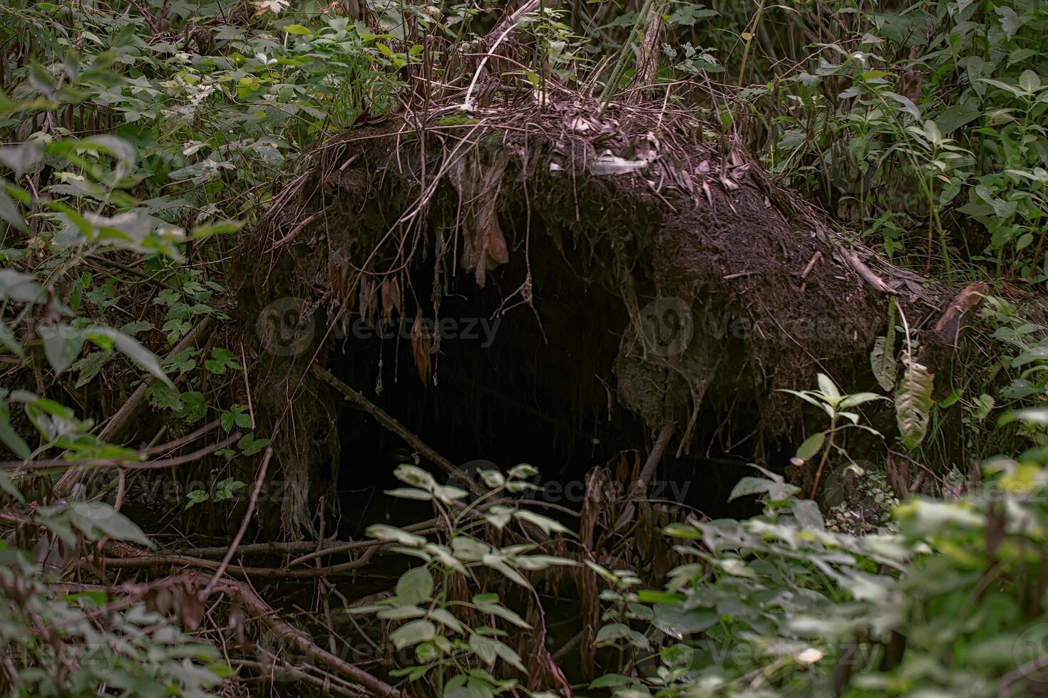 A burrow or den from an old stump. Natural background. photo