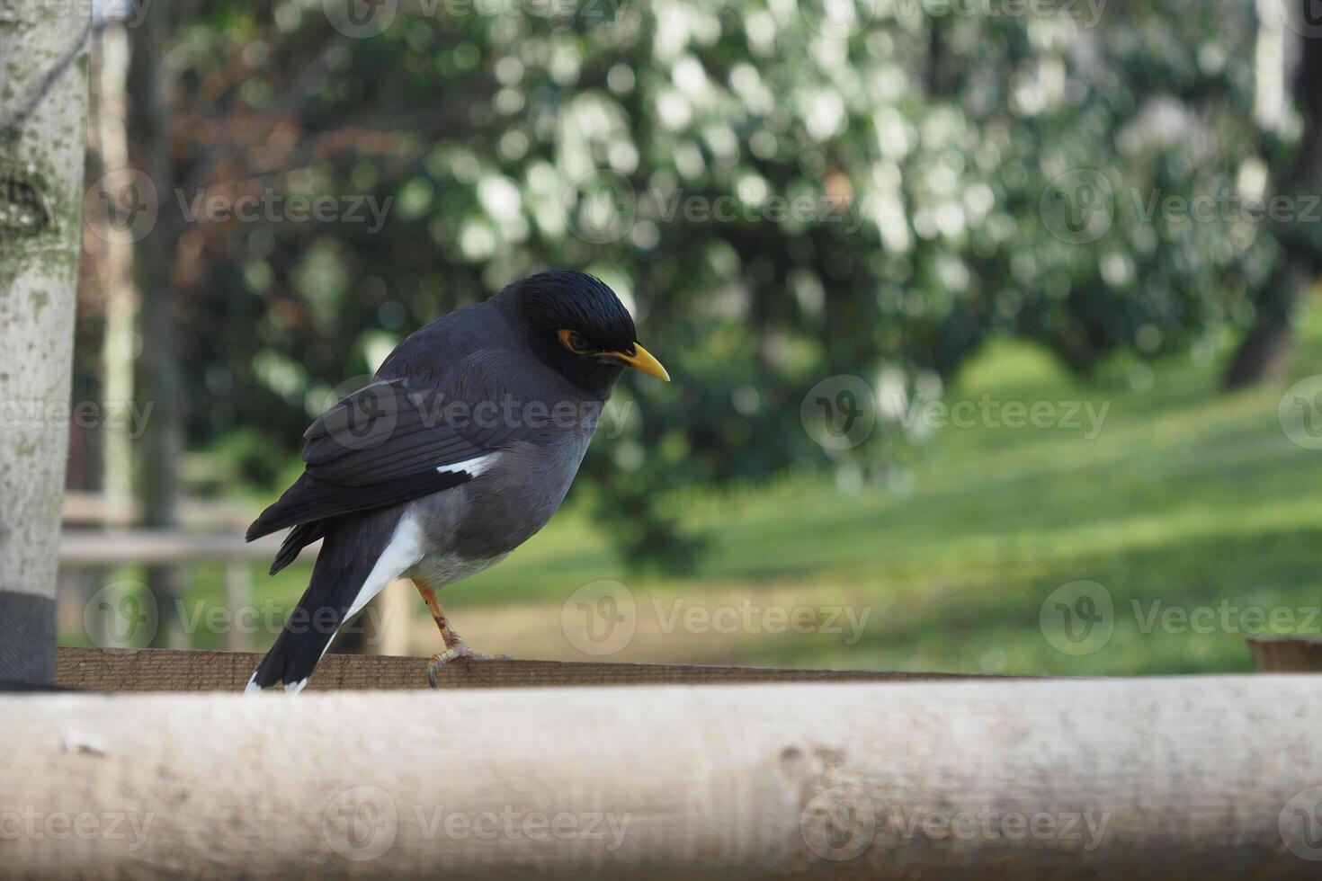 A gorgeous black bird is perched on a wooden surface against a lush green background photo