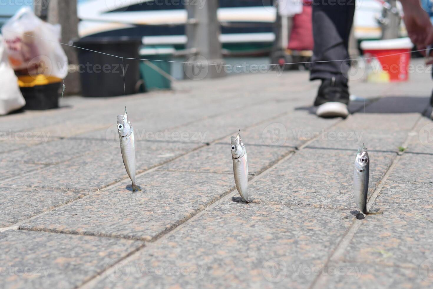 Two small fish suspended from a fishing rod on a sidewalk beside a road photo