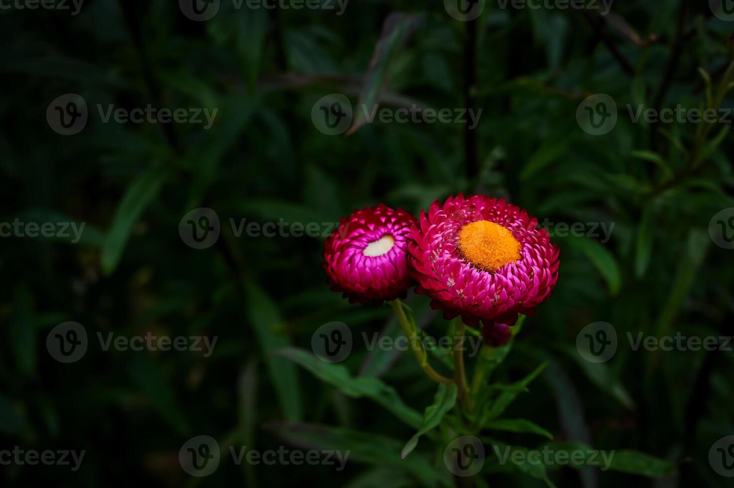 Pink color of Straw flowers or Paper daisy on its tree with dark green blurred garden background. photo