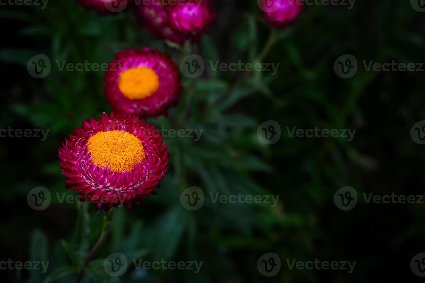 Pink color of Straw flowers or Paper daisy on its tree with dark green blurred garden background. photo