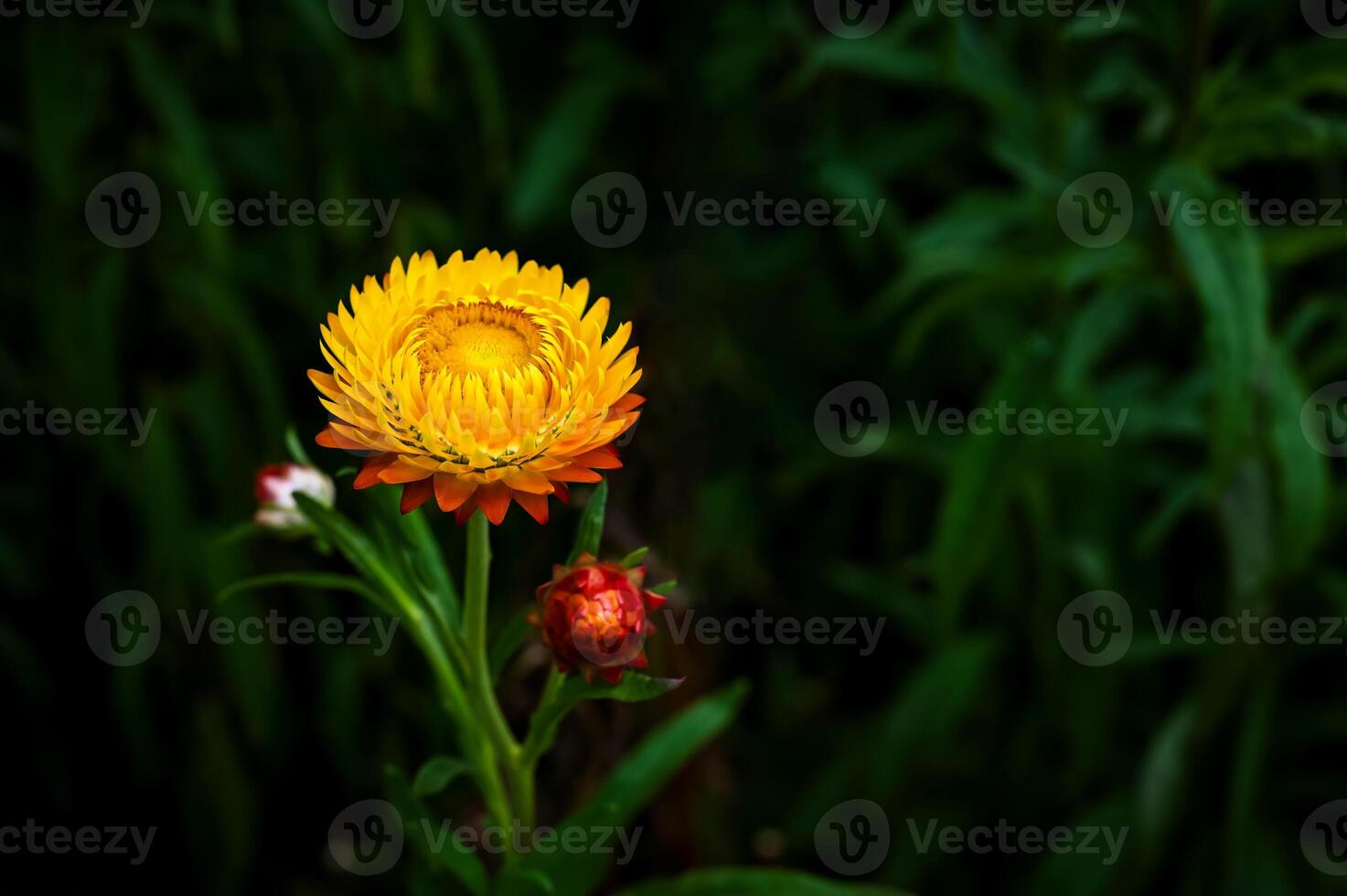 Yellow and orange color of Straw flowers or Paper daisy on its tree with dark green blurred garden background. photo