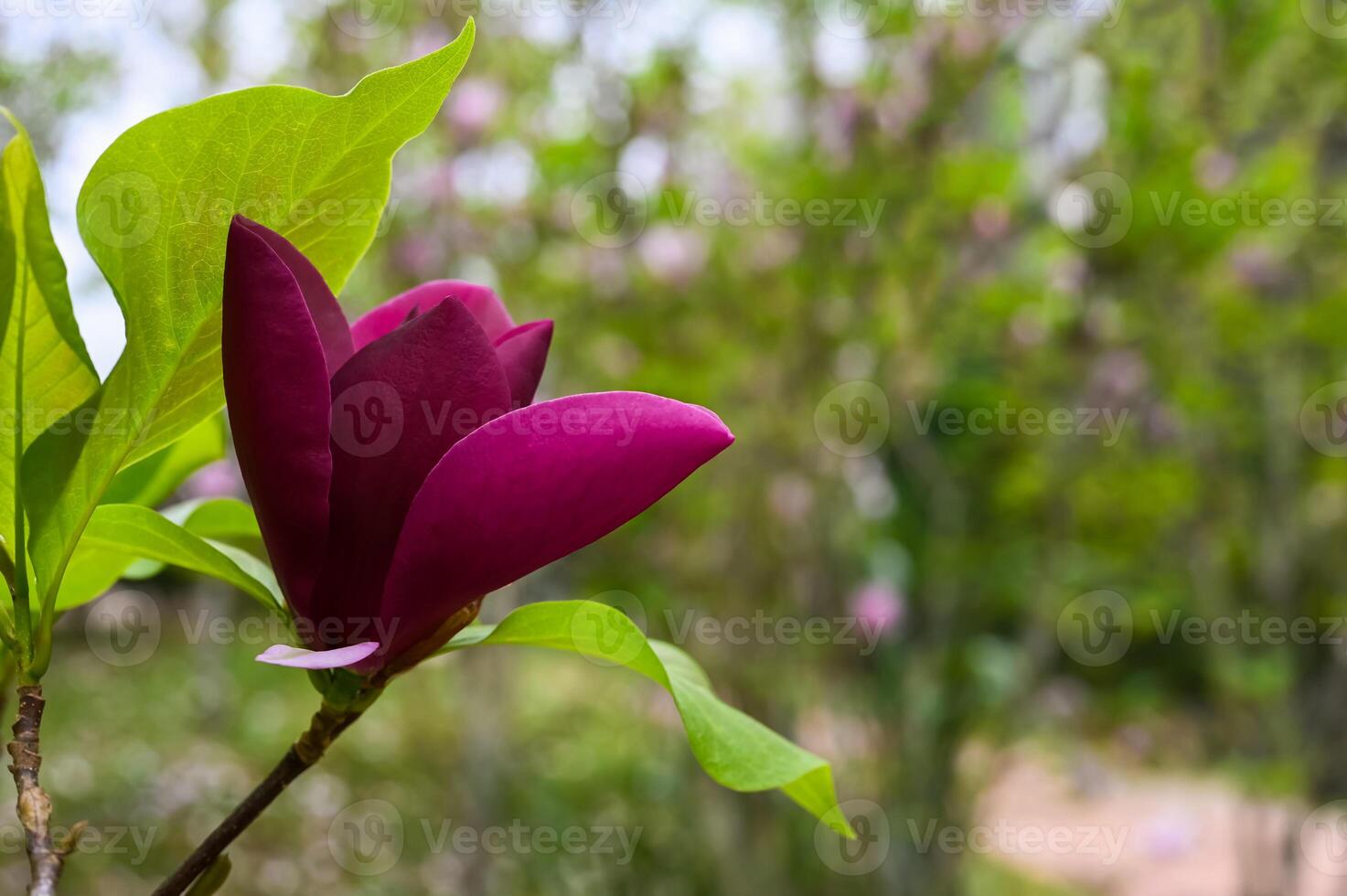 Dark purple Lily Magnolia flower on its tree with leaves and blurred garden background. photo