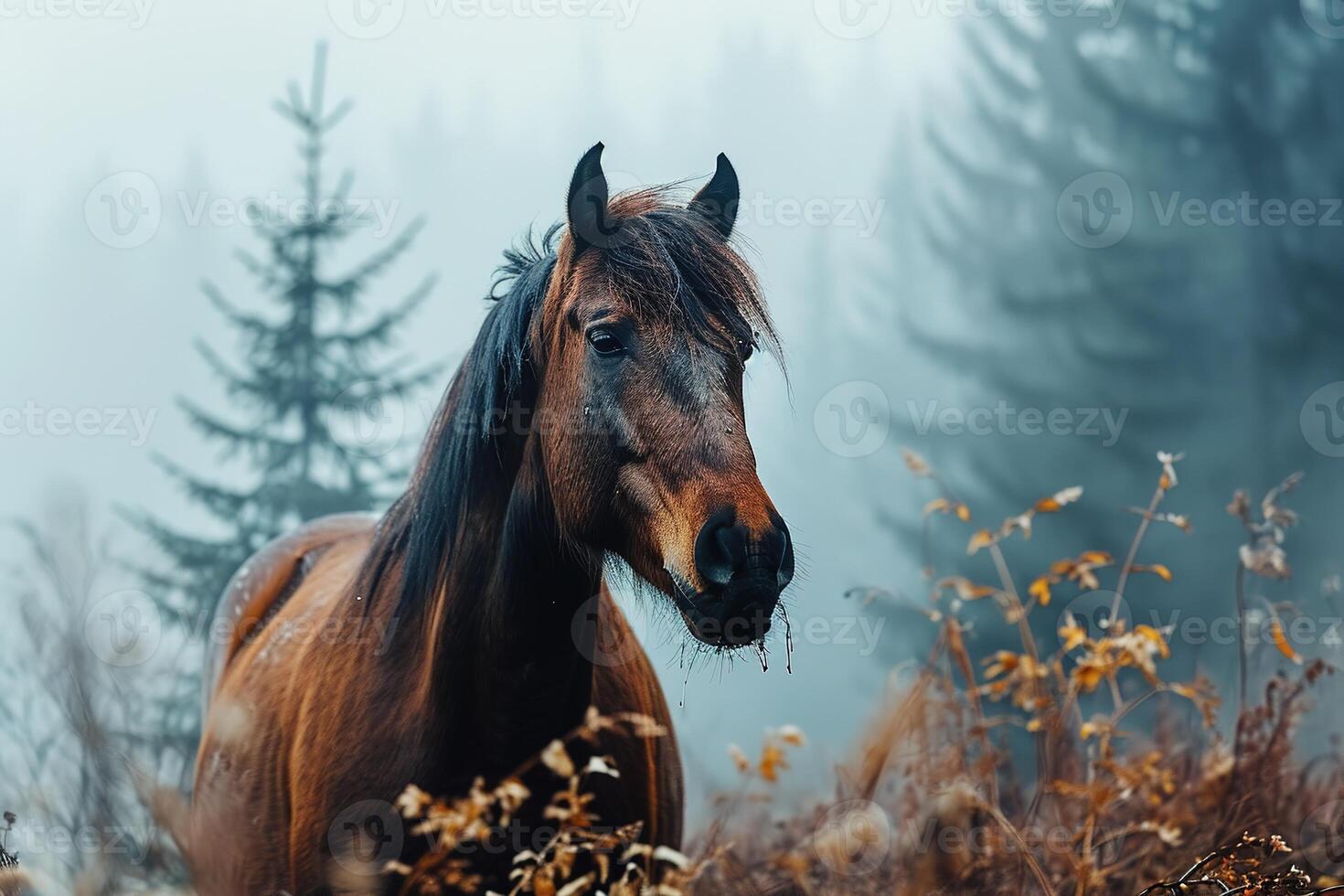 A brown horse is standing in a field of tall grass in foggy day photo