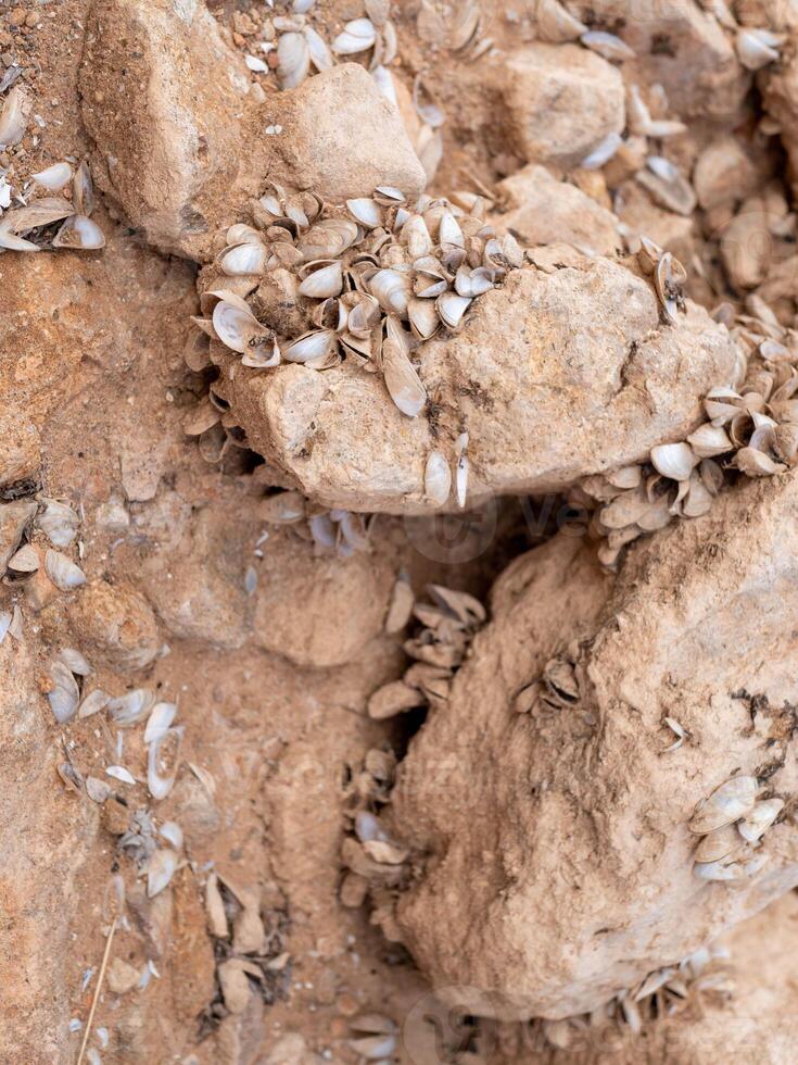 many shells of dead mollusks on stones on bottom of a dry reservoir photo