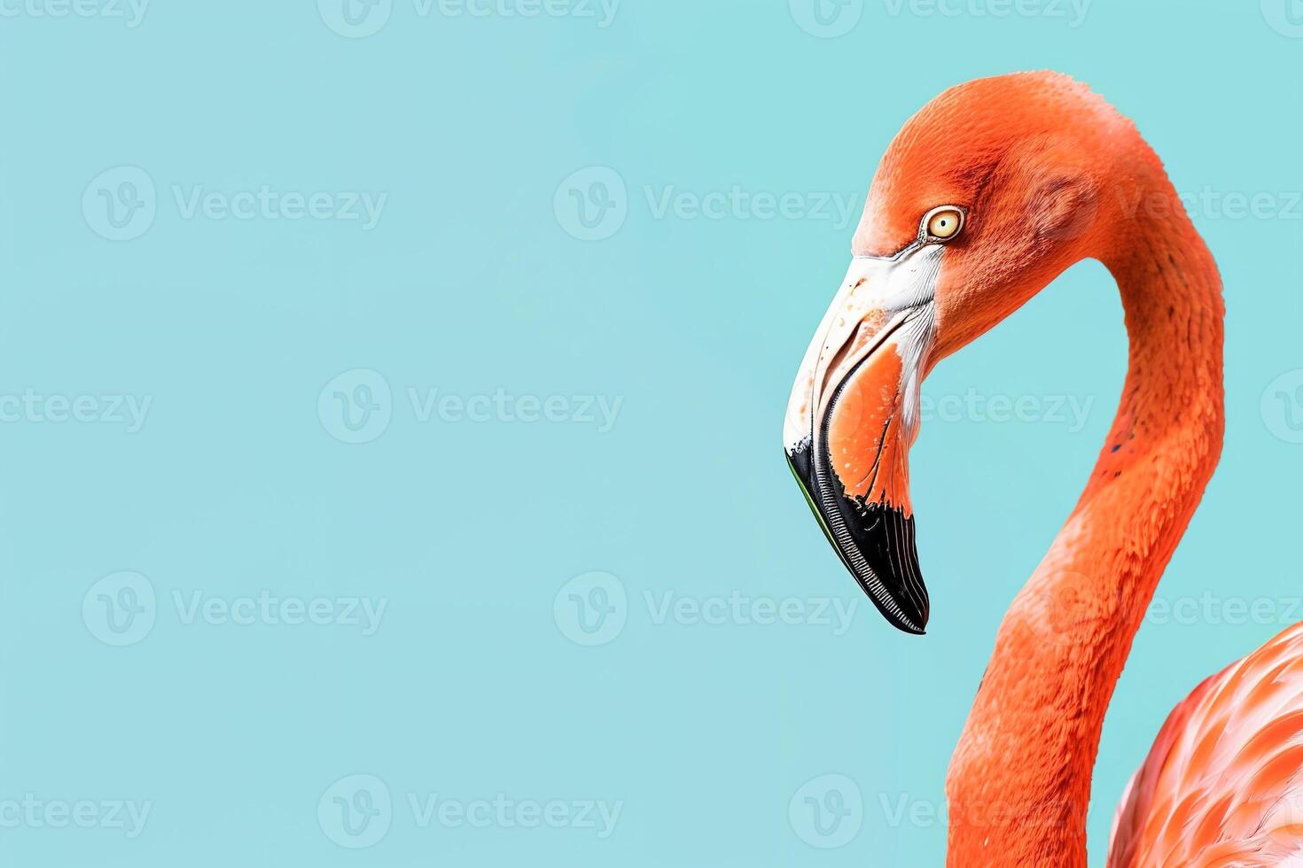 A flamingo is standing in front of a blue background photo