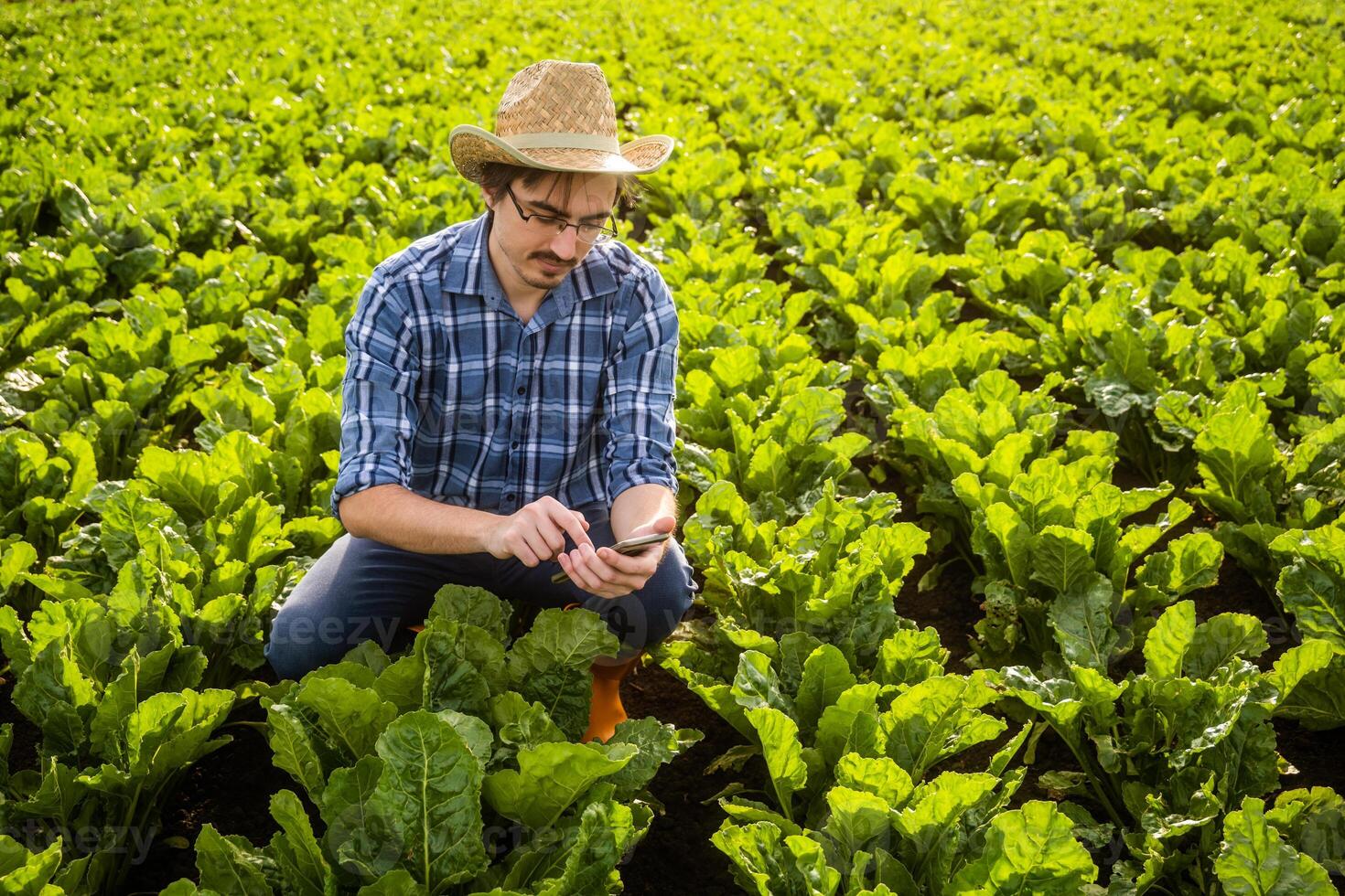 Portrait of farmer who is cultivating spinach. He is examining crops. photo