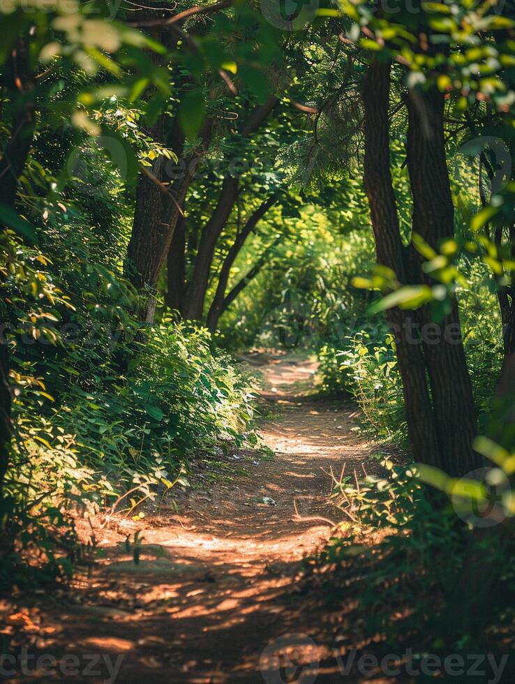 Dim soft sunlight filters through the branches, casting cool shadows on a forest trail, inviting tranquility photo