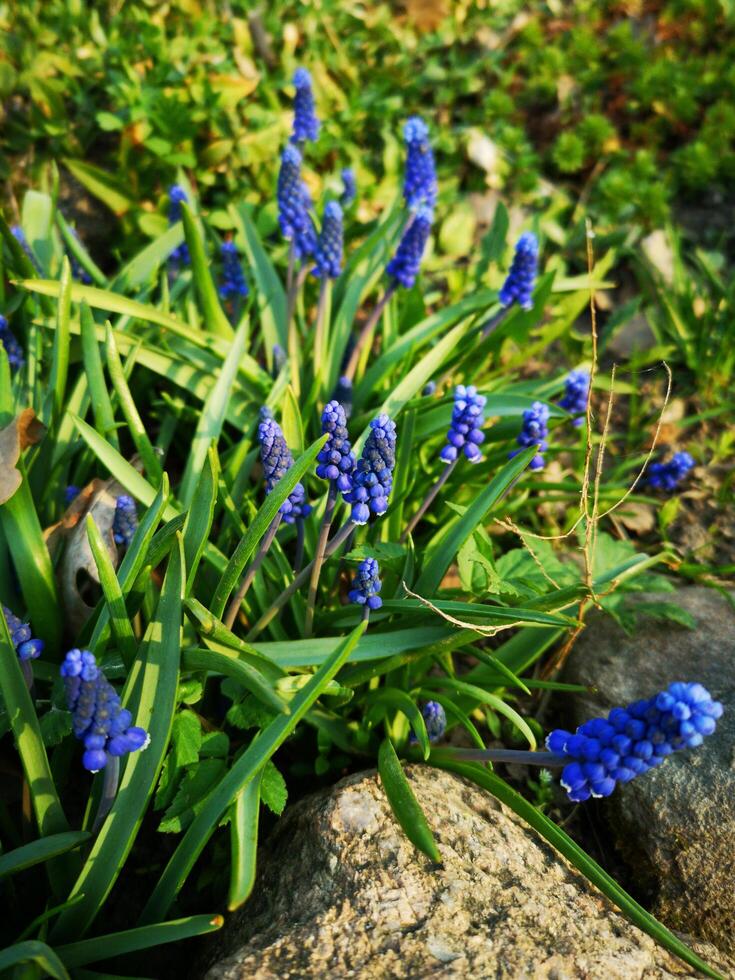 blue flowers growing in the grass near rocks photo