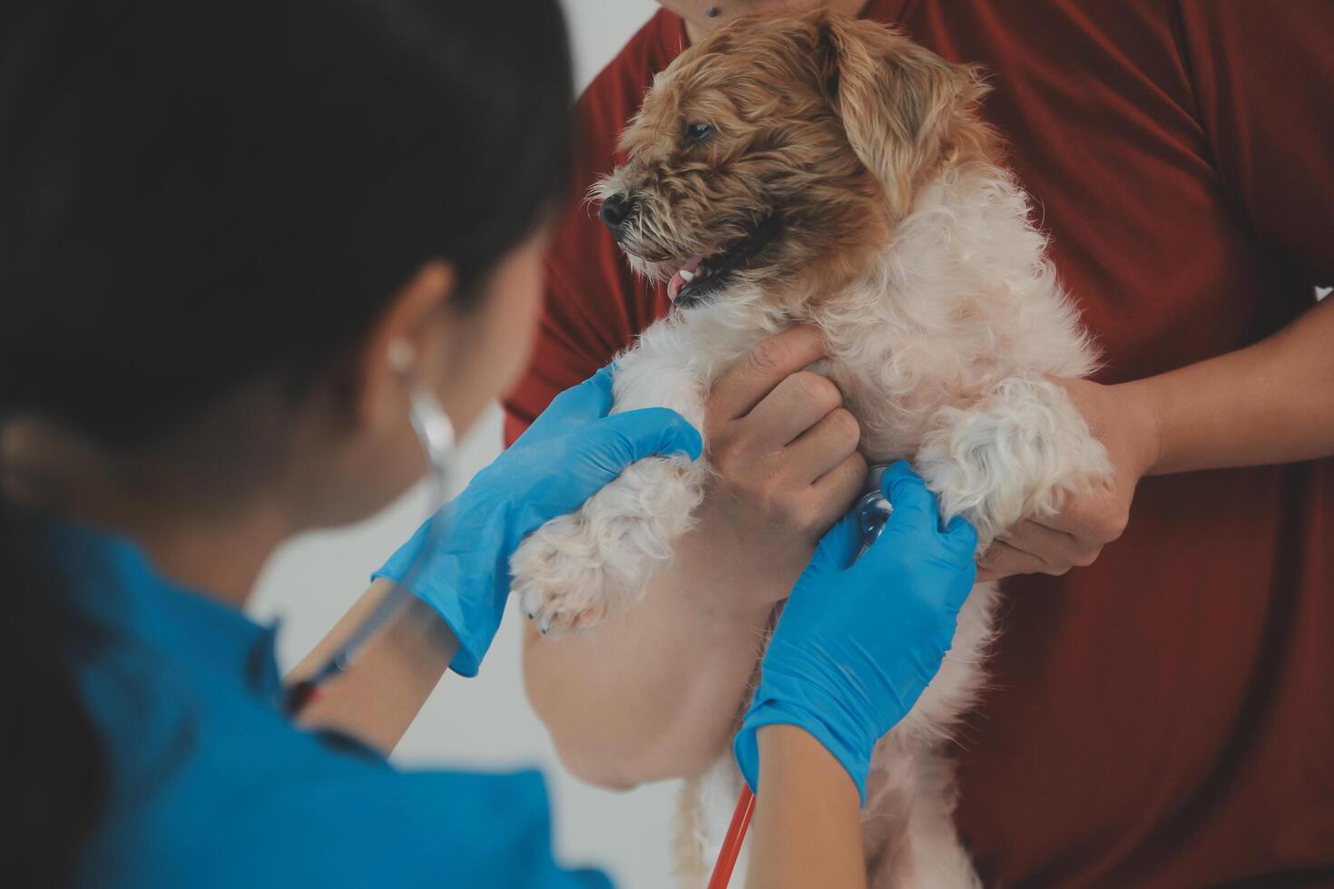 Closeup shot of veterinarian hands checking dog by stethoscope in vet clinic photo