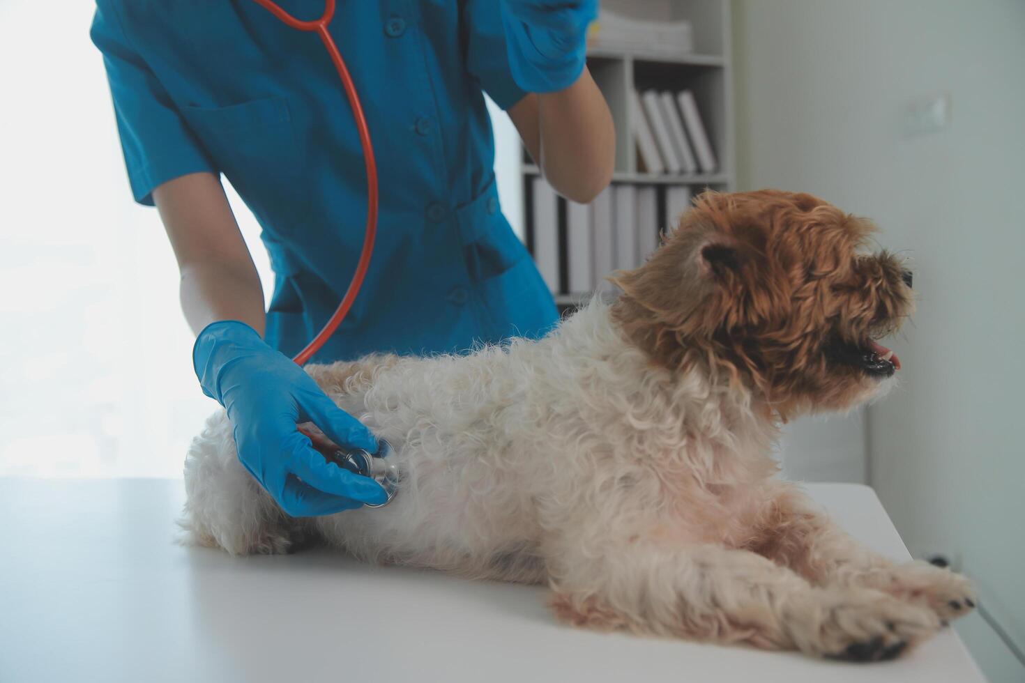 Closeup shot of veterinarian hands checking dog by stethoscope in vet clinic photo